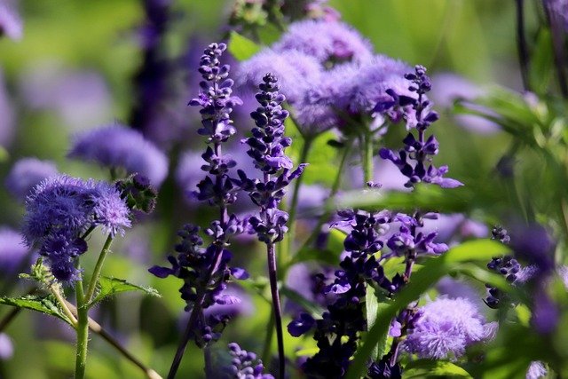 cómo preparar infusión de salvia