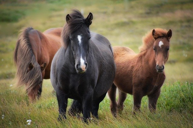 cómo tomar cola de caballo
