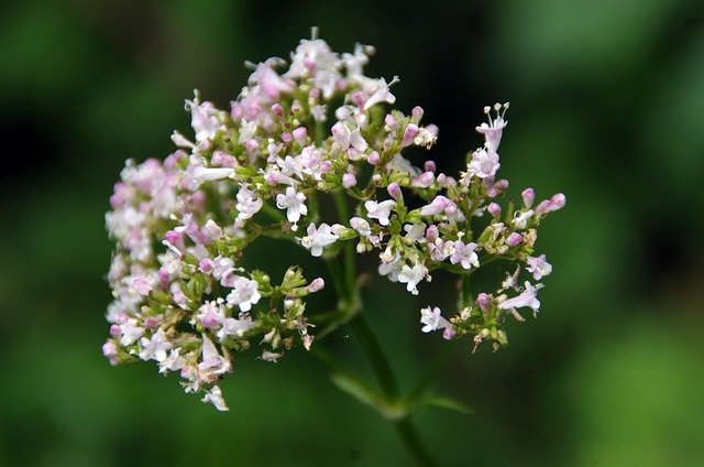 Comprar Valeriana en España: Beneficios y Contraindicac