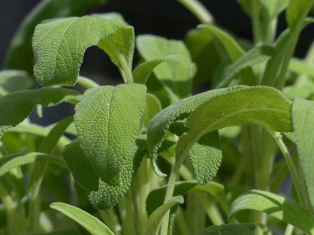 contraindicaciones de la salvia