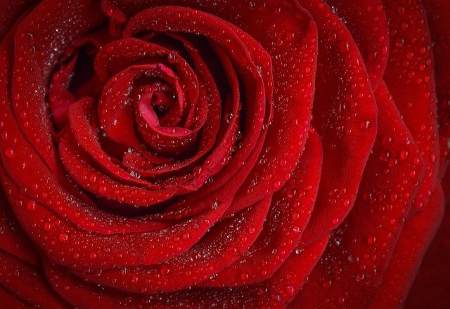 Maca roja vs maca negra: diferencias y para qué sirve c