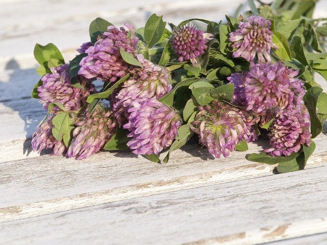 Las mejores plantas para la menopausia sin hormonas