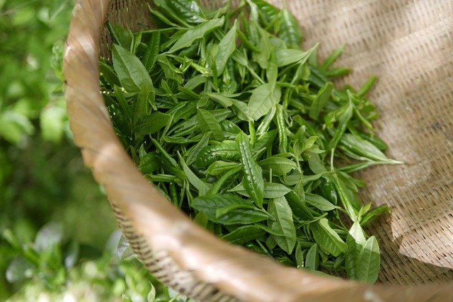 Té verde o garcinia para adelgazar: comparativa honesta