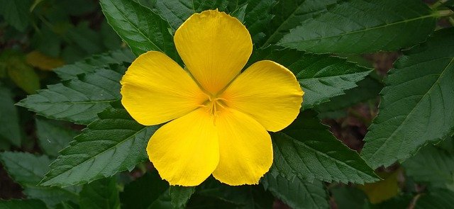 beneficios de la damiana