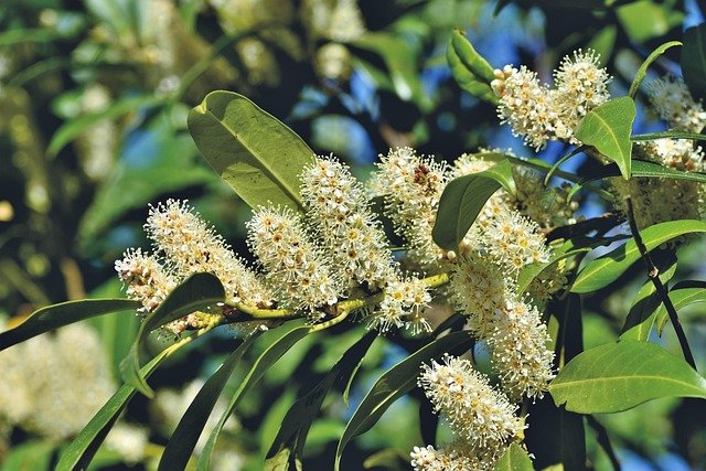 beneficios del laurel