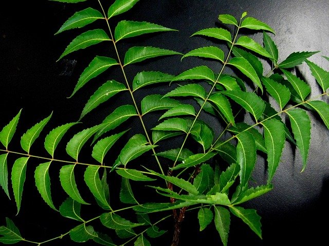 beneficios del neem