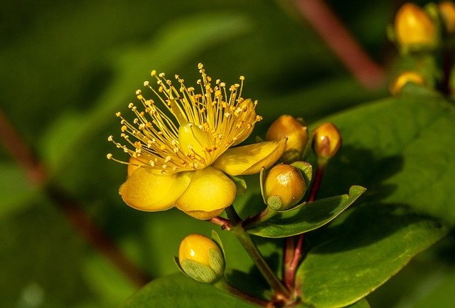 beneficios hipérico