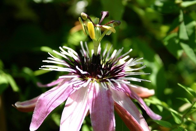 beneficios pasiflora