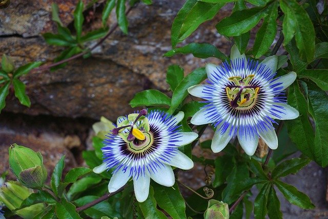 como tomar pasiflora