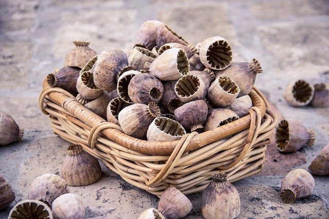 comprar equinacea capsulas