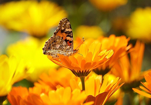 contraindicaciones de la calendula
