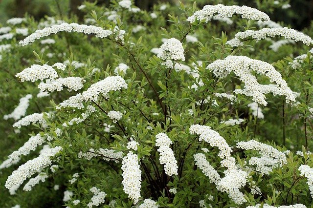 espino blanco contraindicaciones