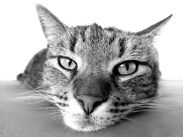 uña de gato vs ginseng