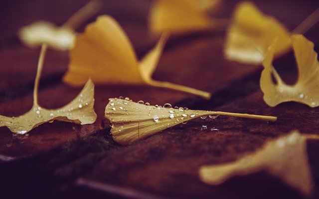 contraindicaciones ginkgo biloba