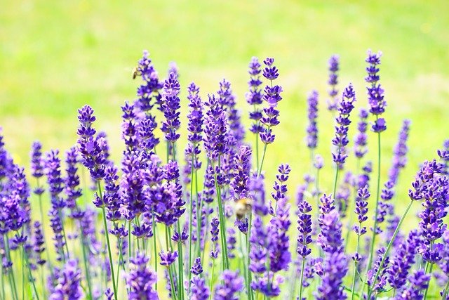 plantas para eliminar toxinas y metales pesados del organismo