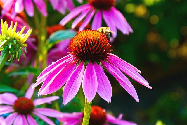 plantas medicinales para la menopausia y los sofocos